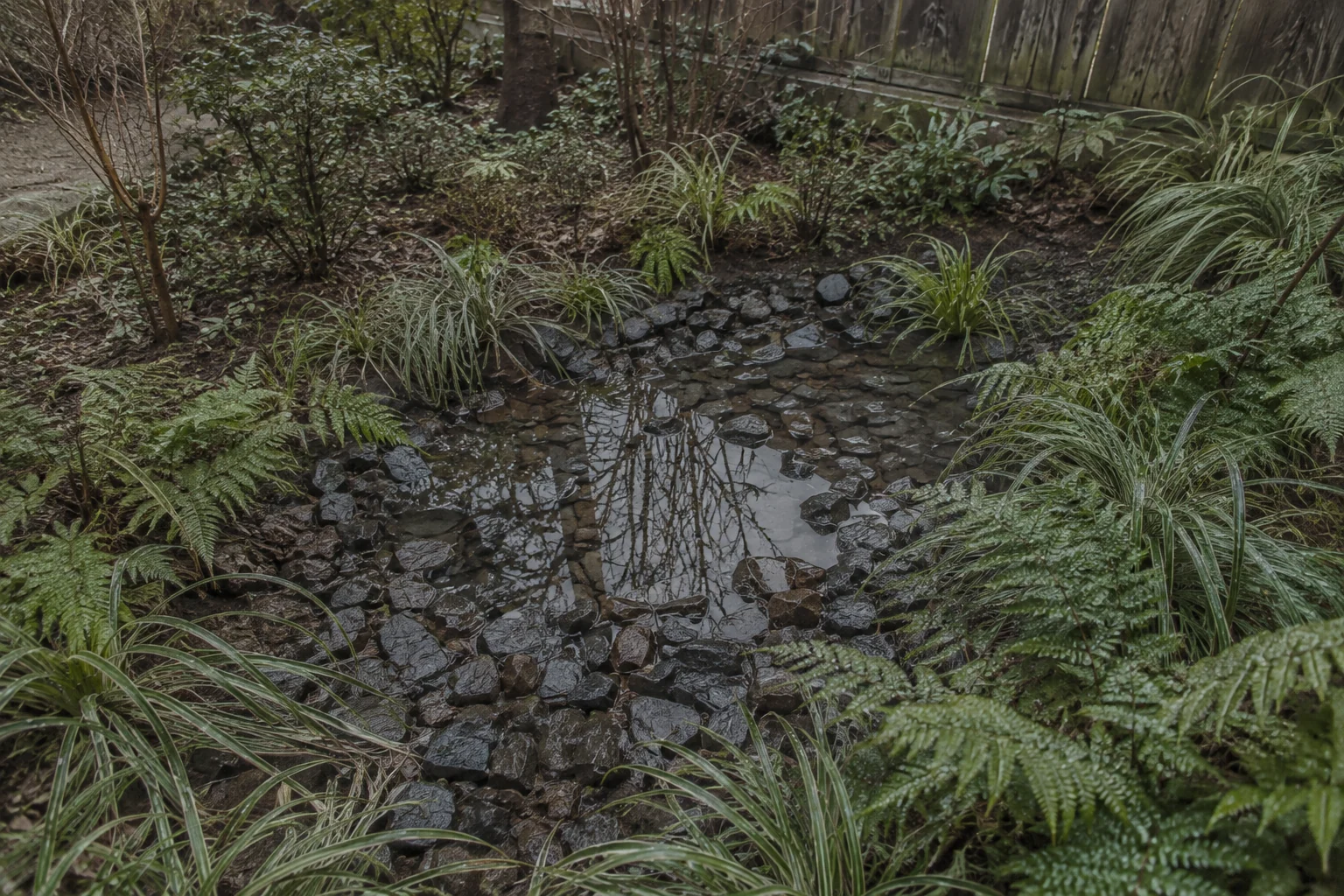 雨が上がった直後の雨庭。くぼ地の砕石に水がたまり、まわりをシダや細葉の草が囲んでいる
